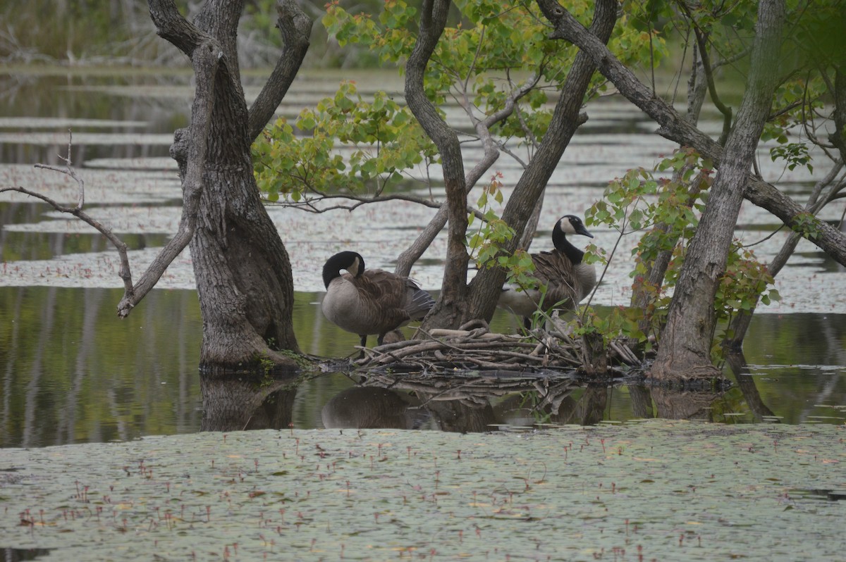 Canada Goose - ML153116271