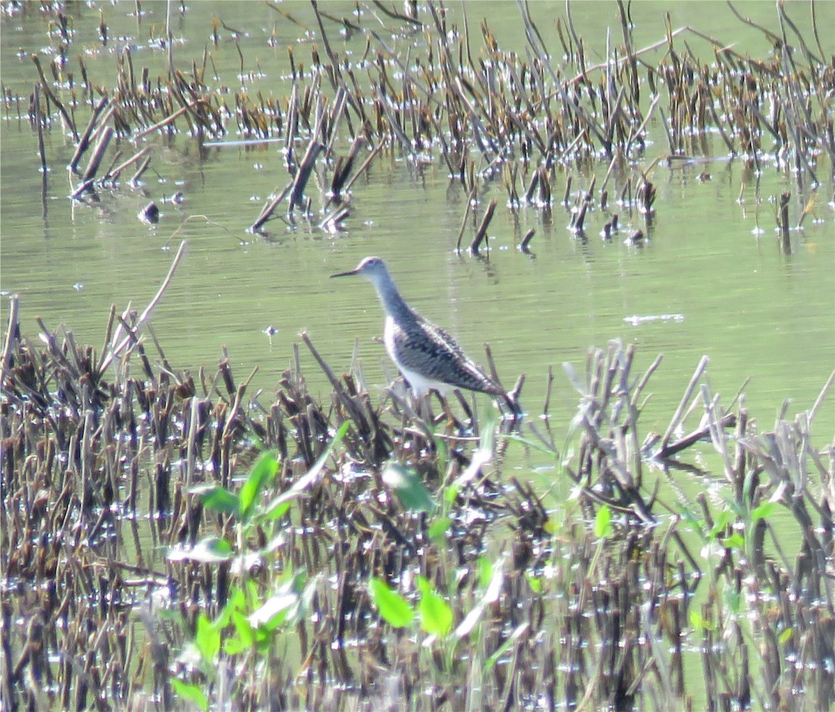 Lesser Yellowlegs - ML153117691