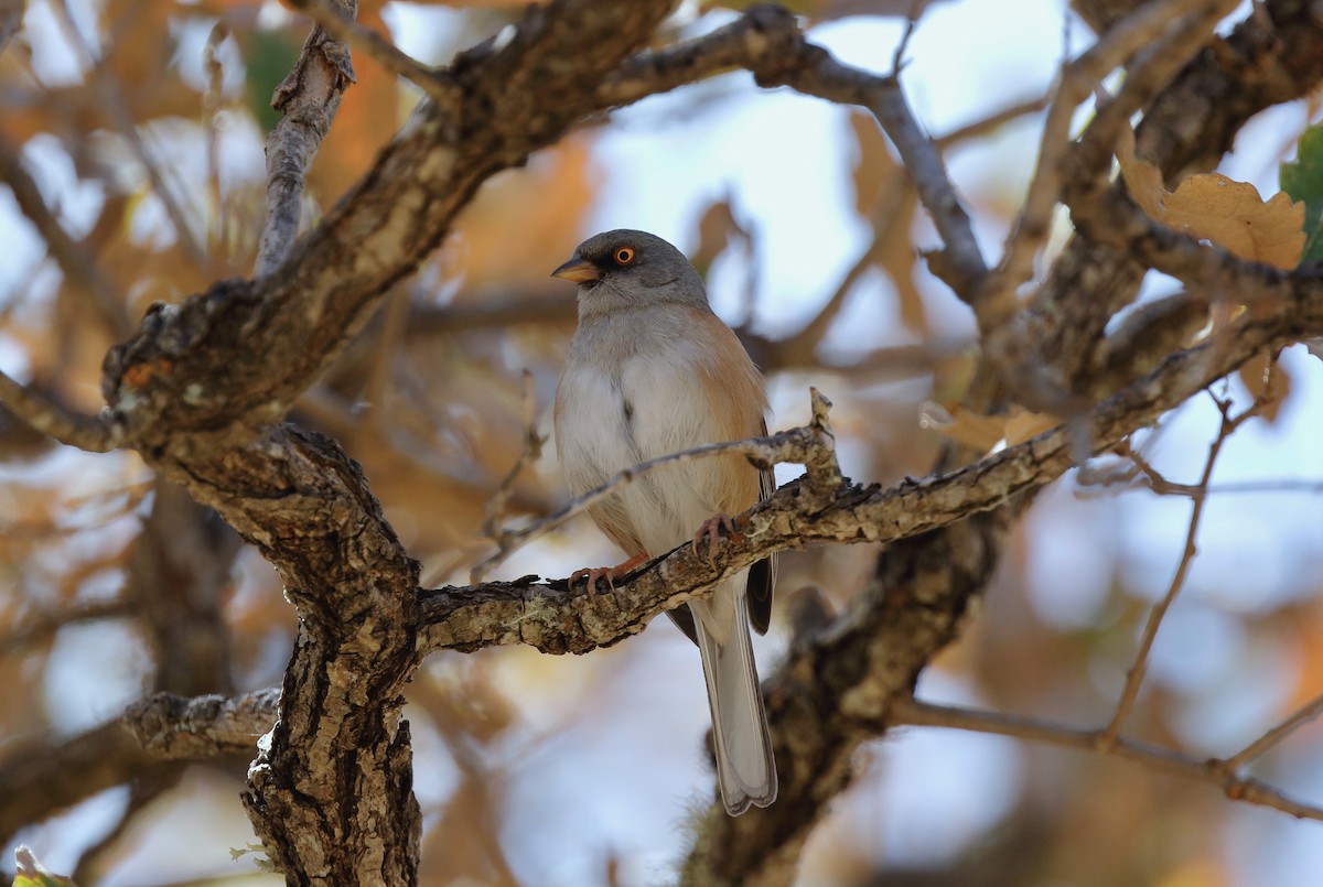 Baird's Junco - ML153118551