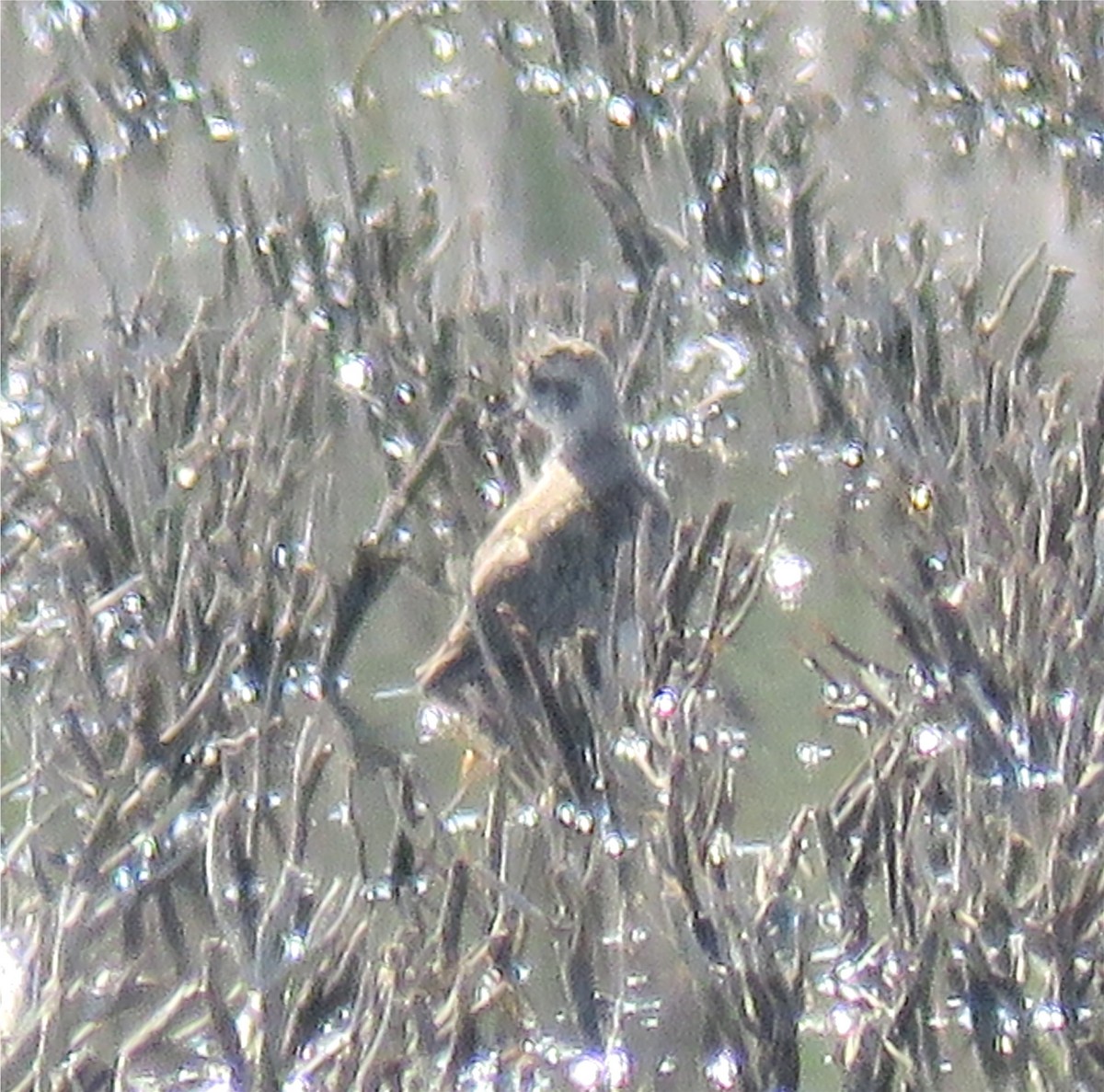 American Golden-Plover - ML153118941