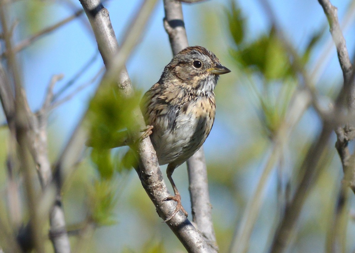 Lincoln's Sparrow - ML153119001