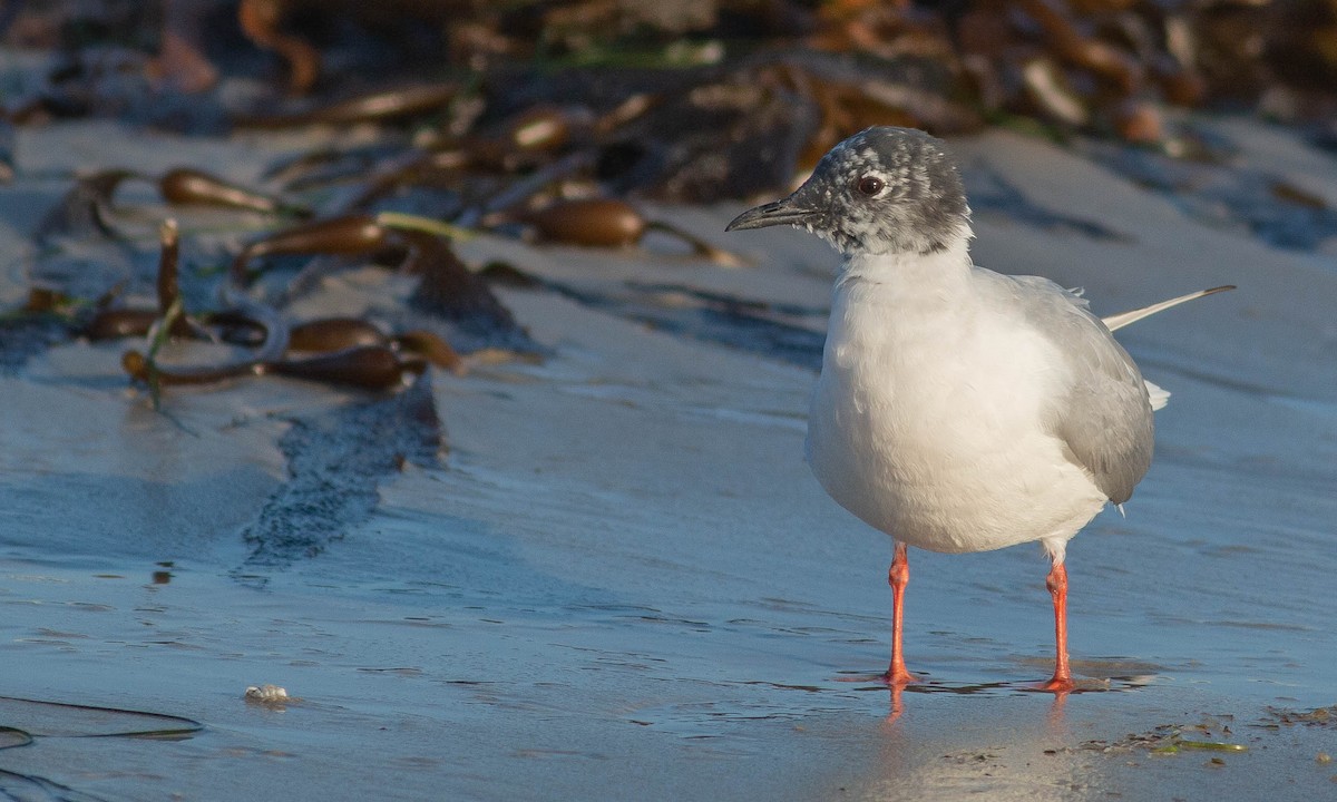 Bonaparte's Gull - ML153120731