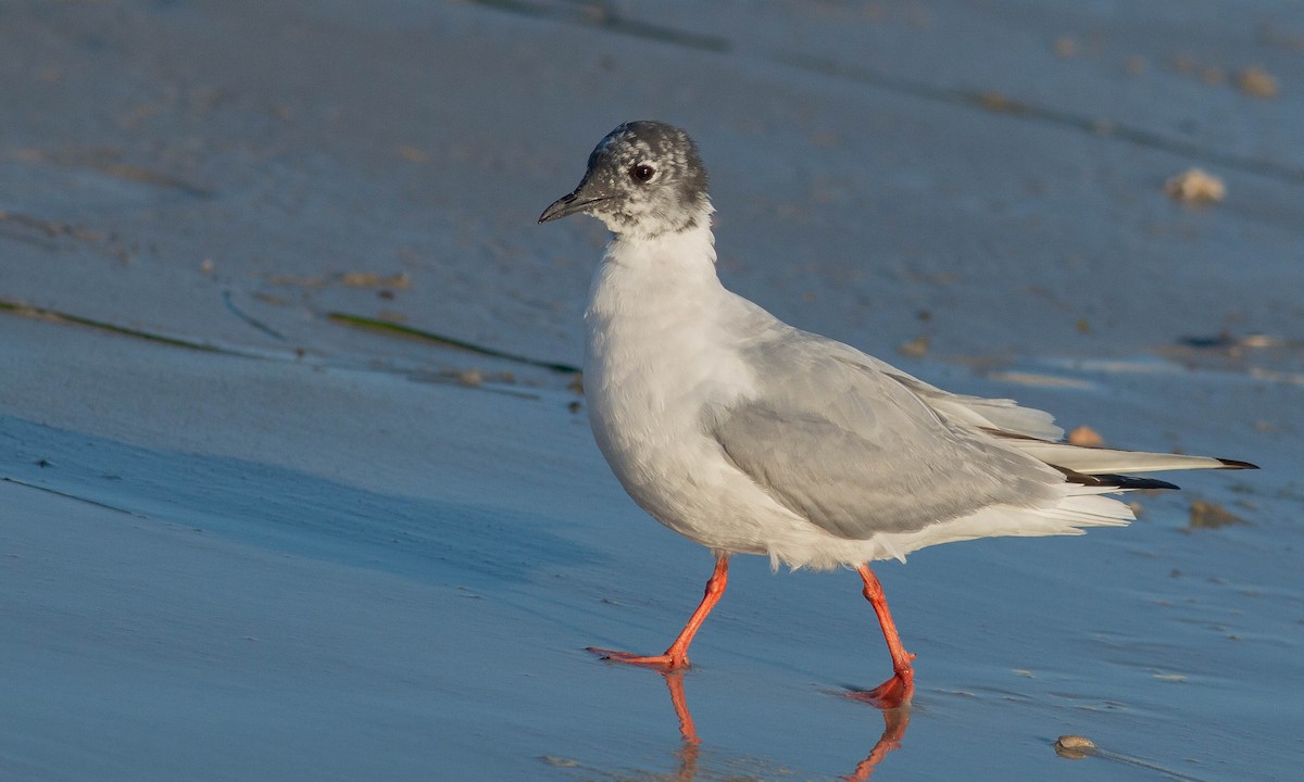 Bonaparte's Gull - ML153120761