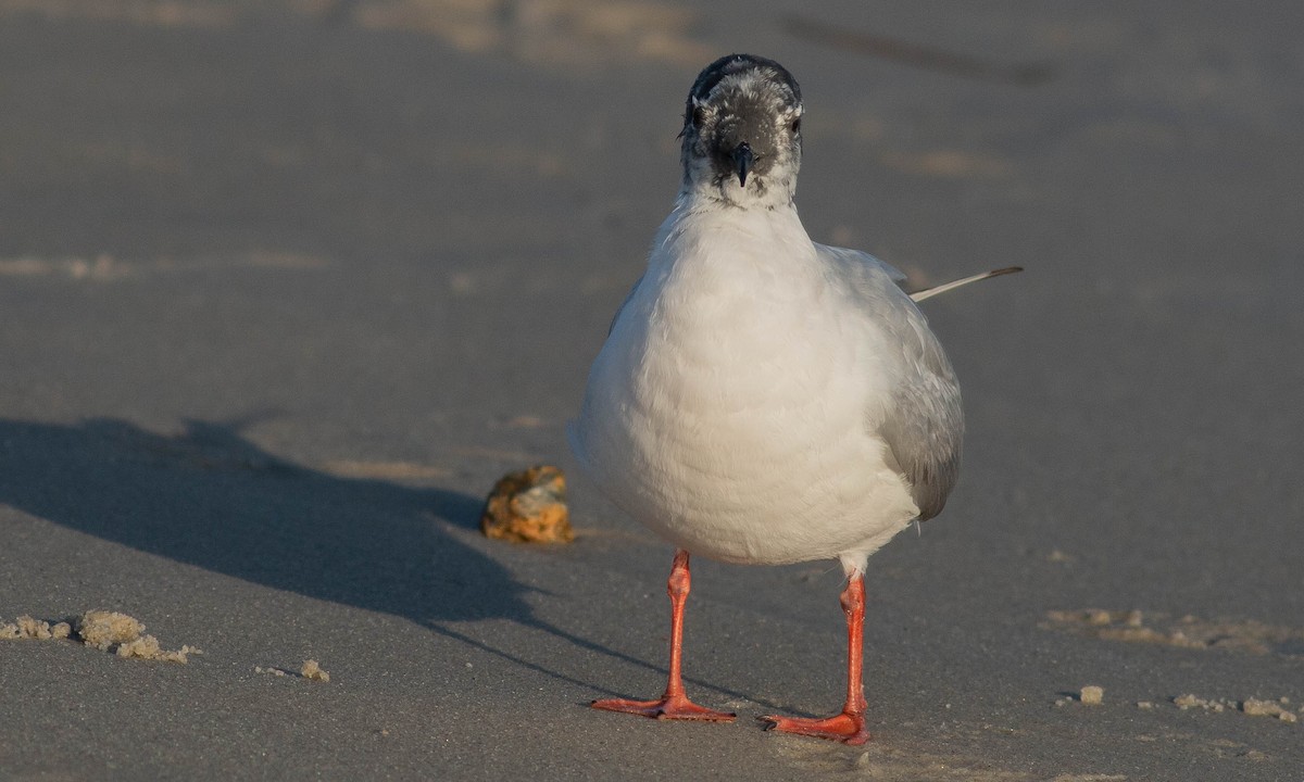 Bonaparte's Gull - ML153120911