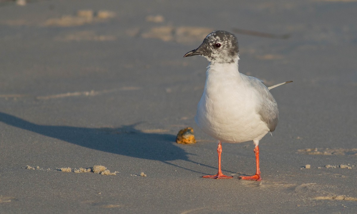 Bonaparte's Gull - ML153120961