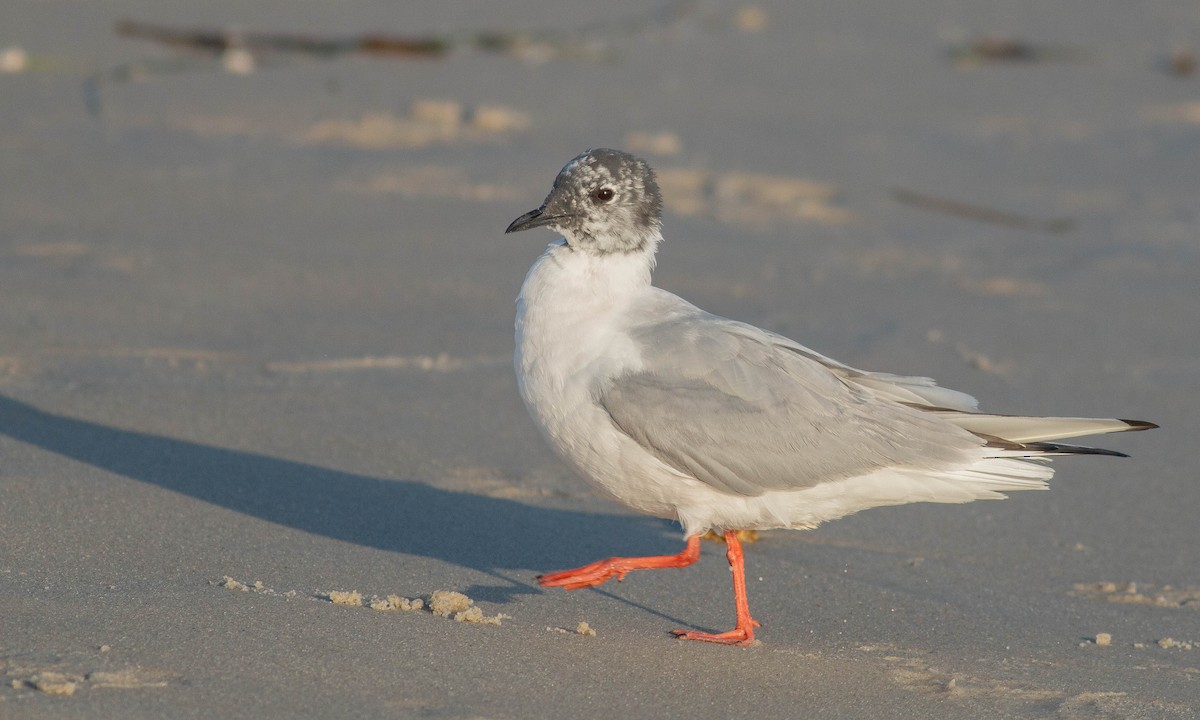 Bonaparte's Gull - ML153120971