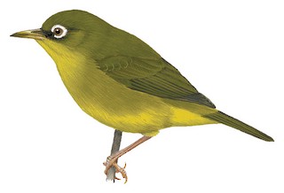 Louisiade White-eye - Zosterops griseotinctus - Birds of the World