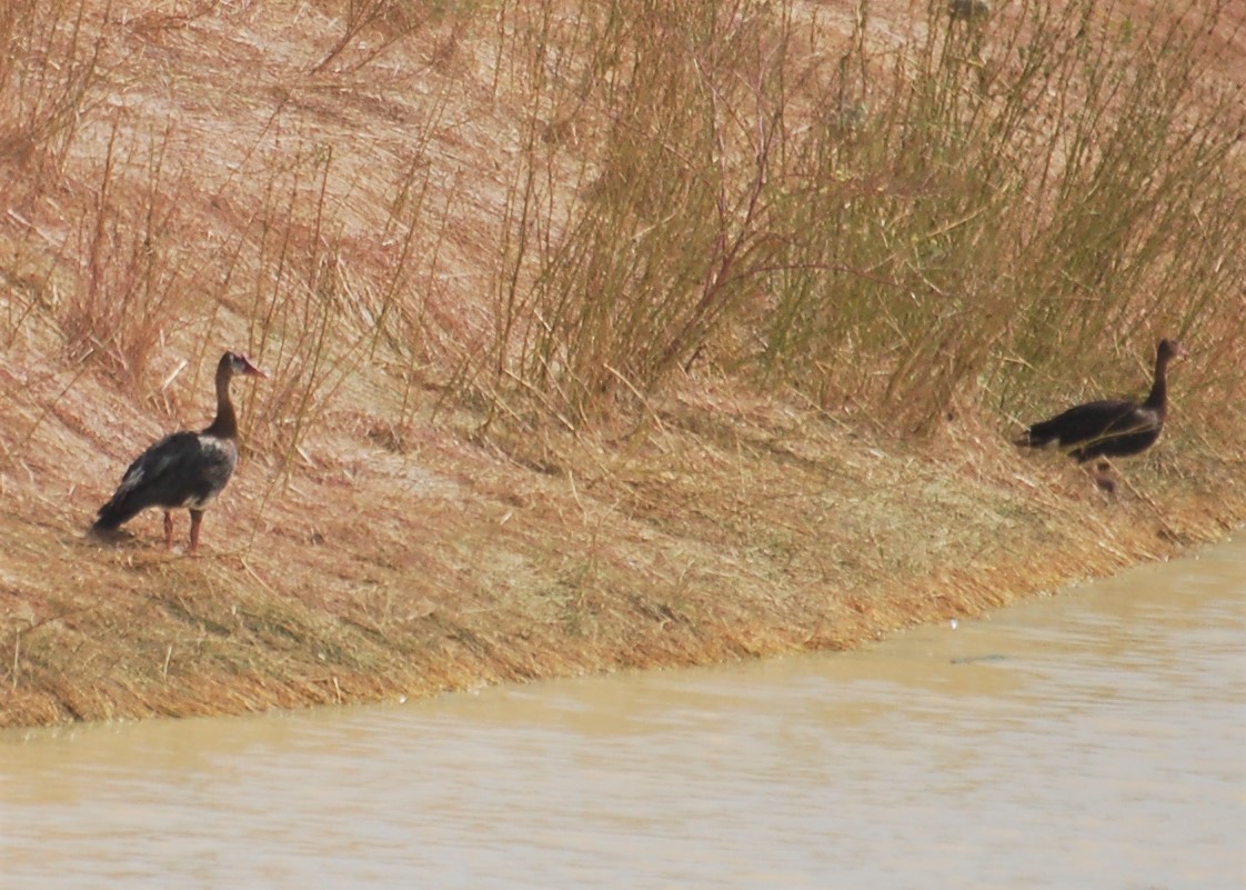 Spur-winged Goose - ML153122171