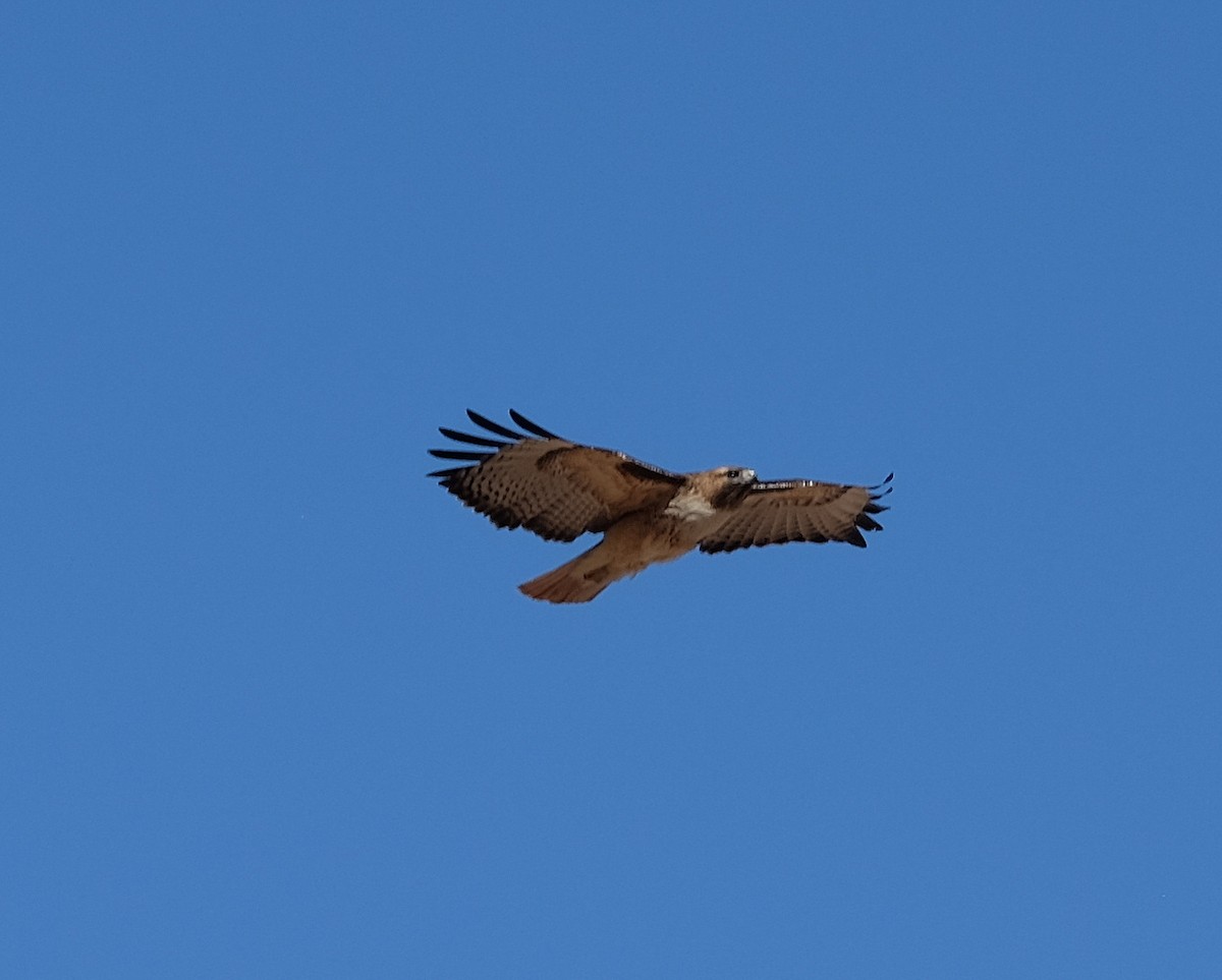 Red-tailed Hawk - ML153124651