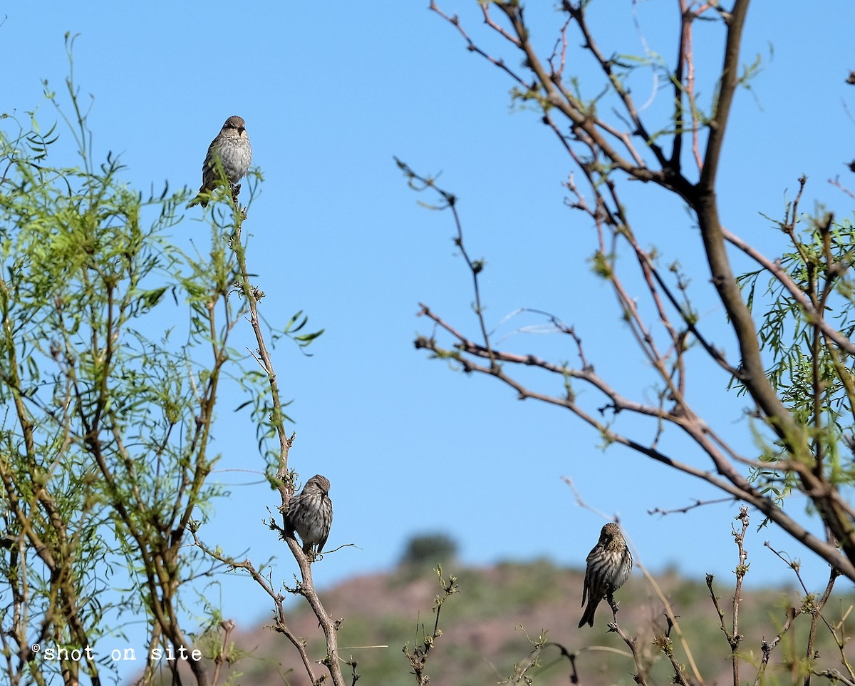 Pine Siskin - ML153125081