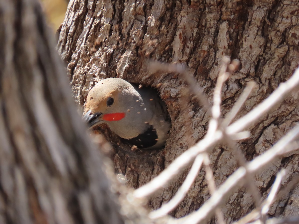Northern Flicker - ML153126211
