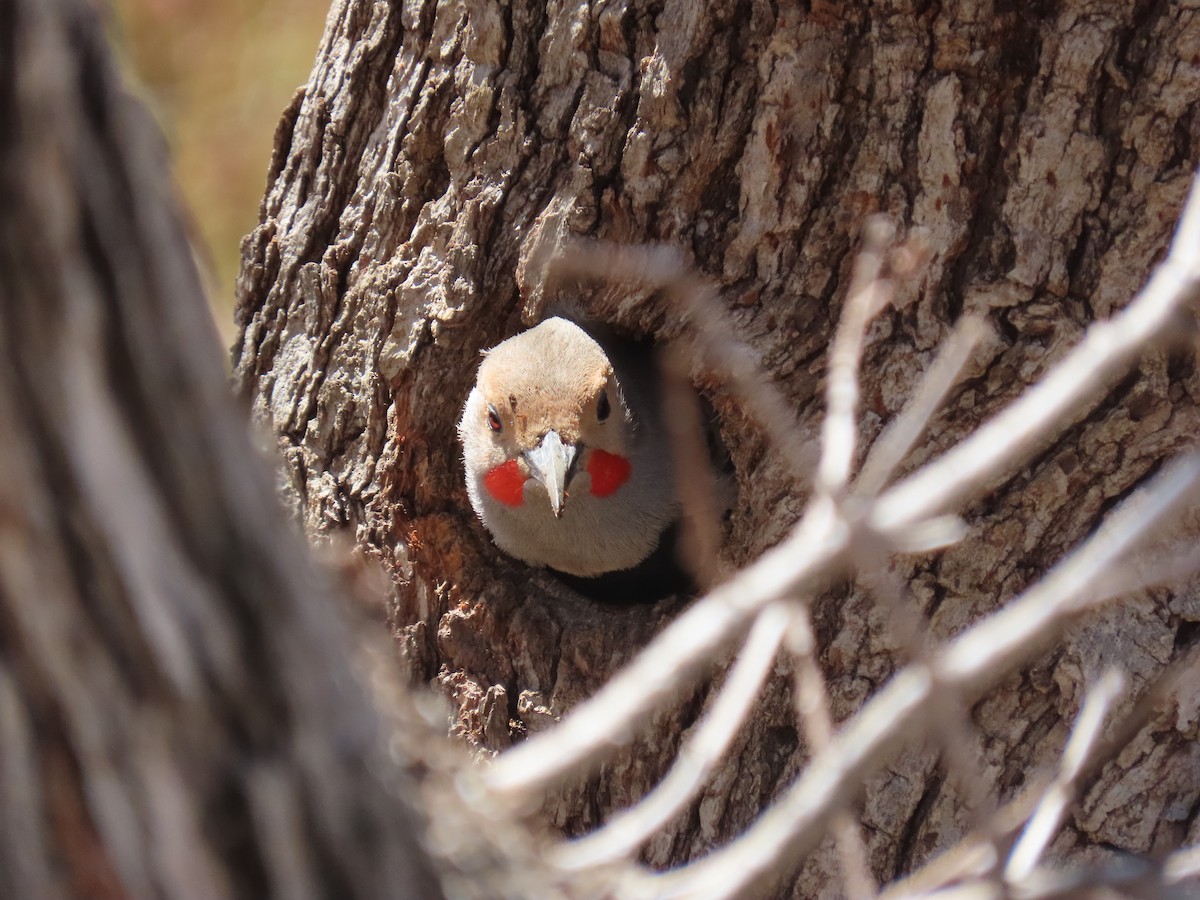 Northern Flicker - ML153126231