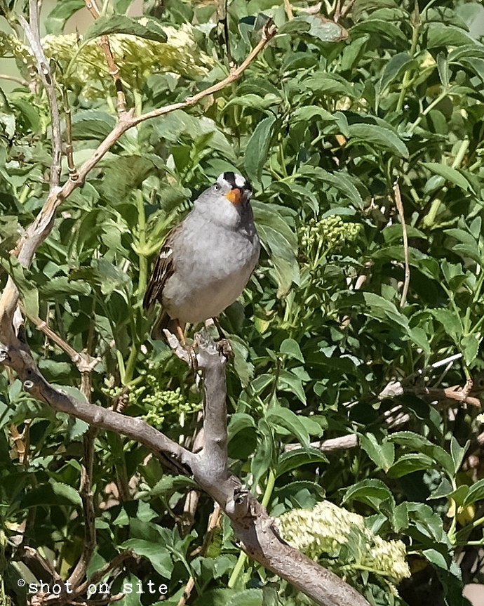 White-crowned Sparrow - ML153127341