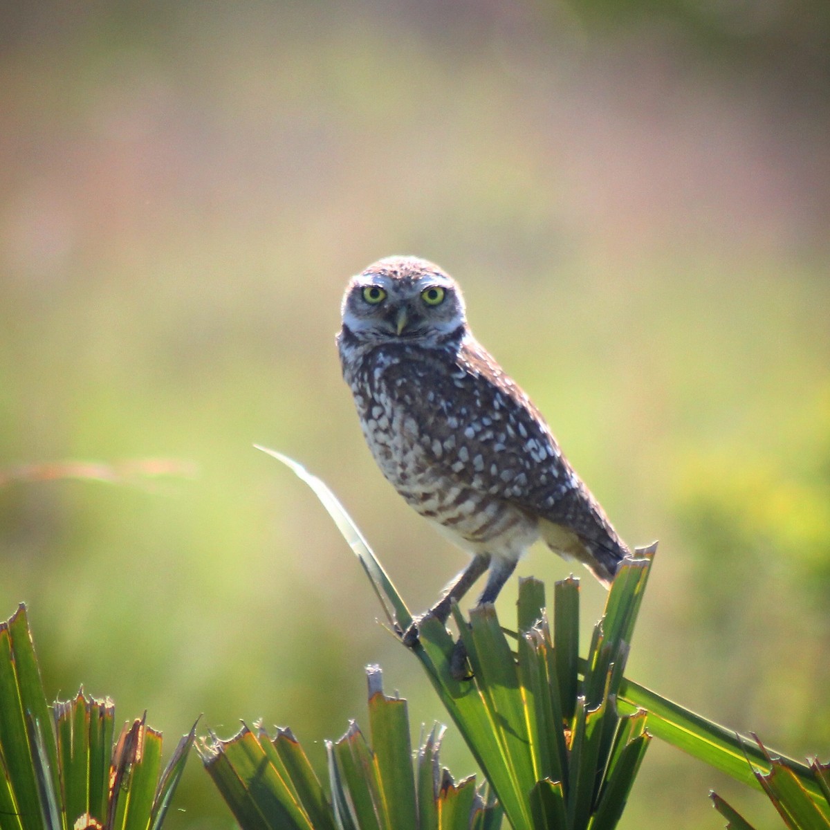 Burrowing Owl - ML153127351