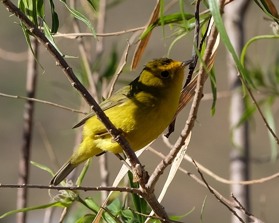 Wilson's Warbler - ML153127551