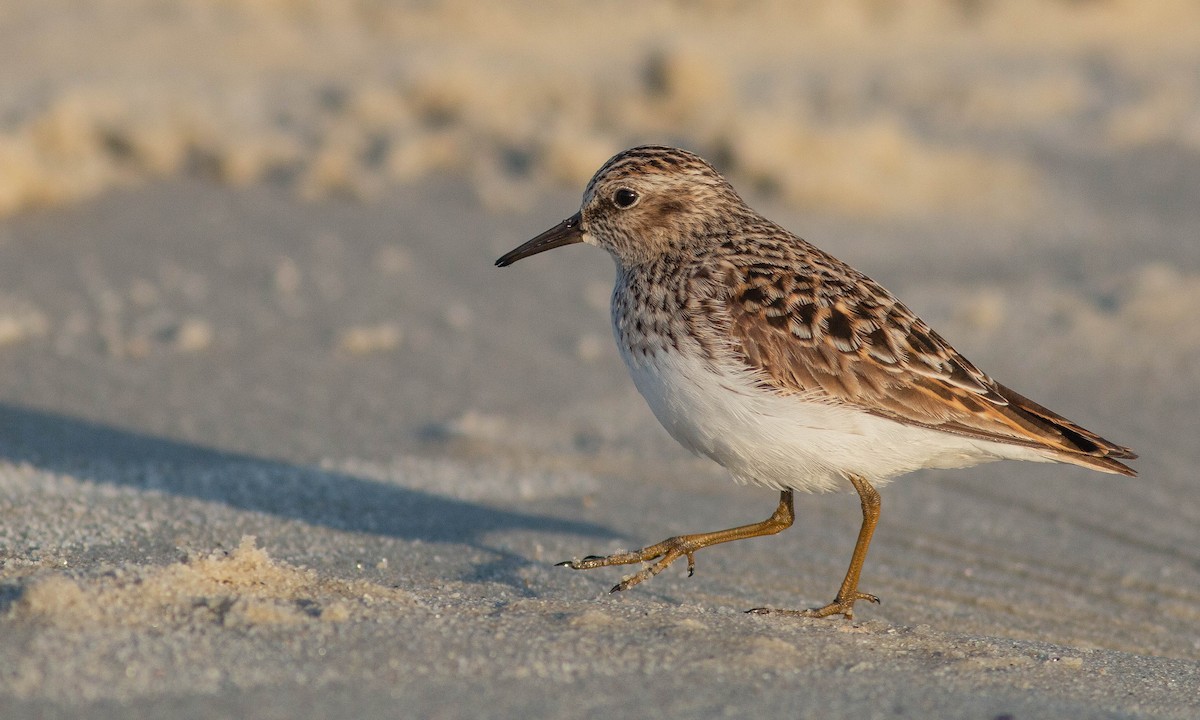 Least Sandpiper - ML153127851