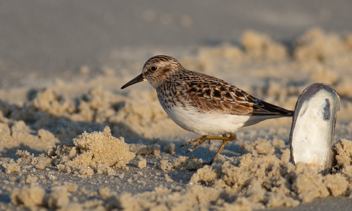 Least Sandpiper - ML153127871