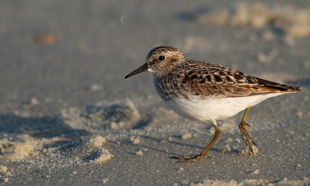 Least Sandpiper - ML153127881