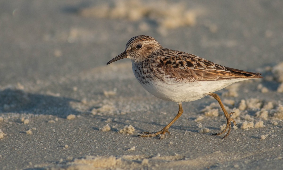 Least Sandpiper - ML153127901