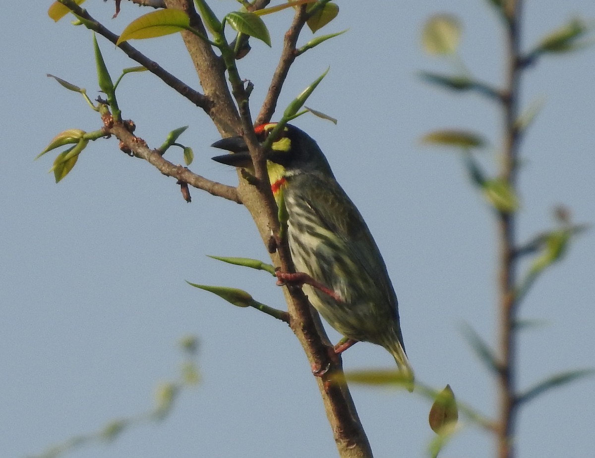 Coppersmith Barbet - Manoj Karingamadathil