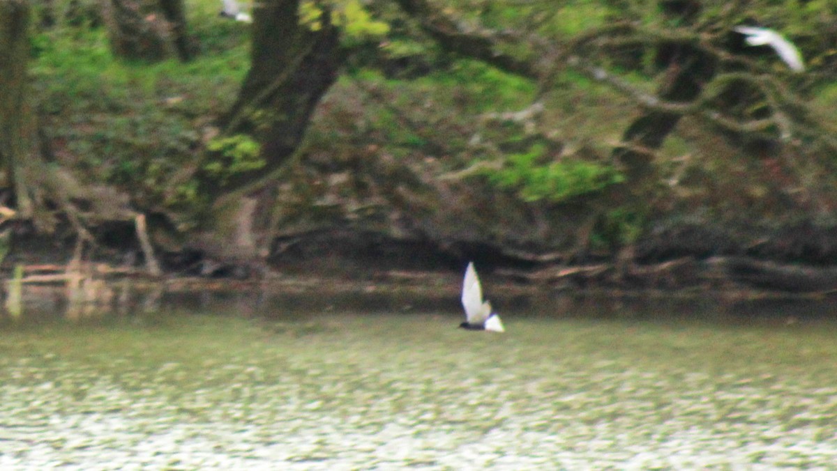 Black Tern - ML153129441