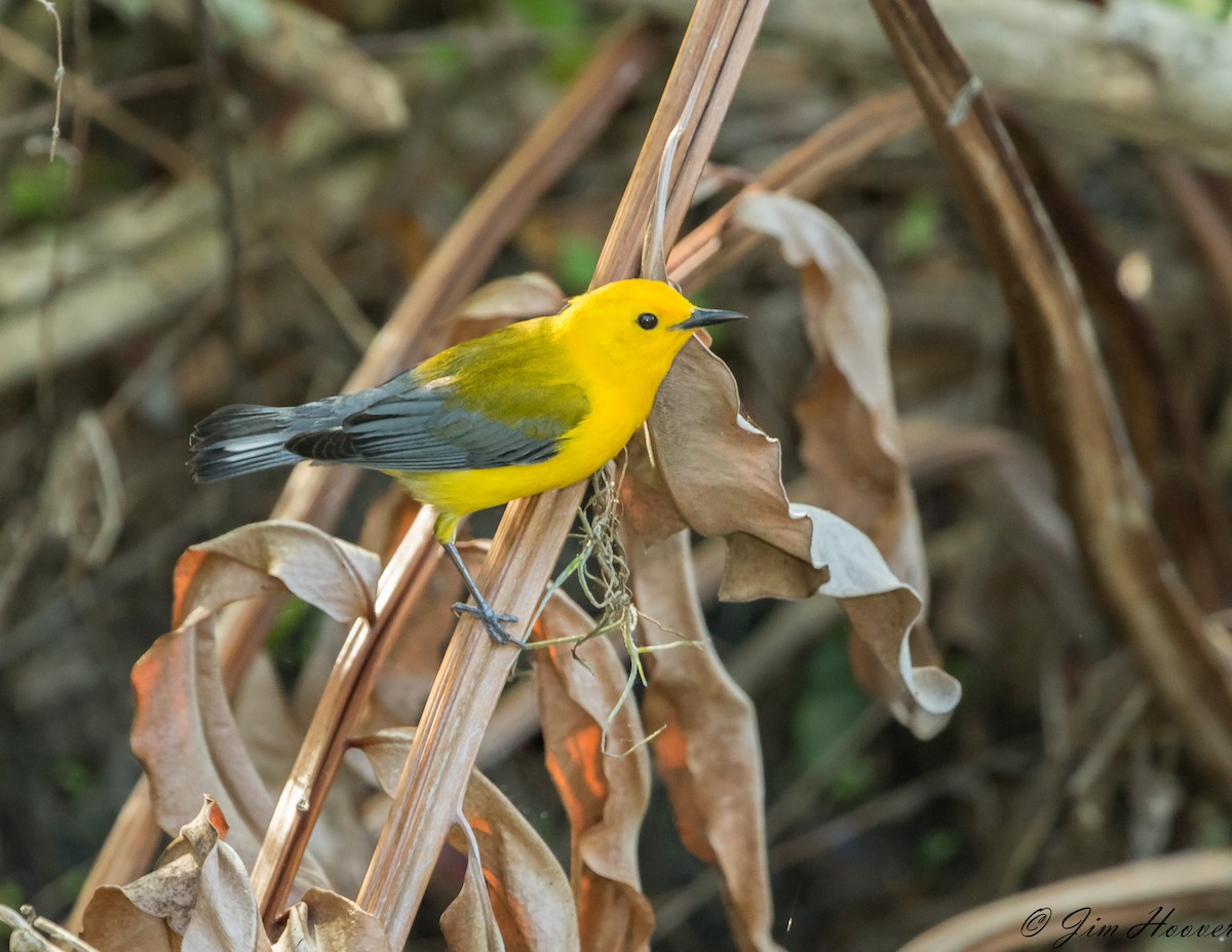 Prothonotary Warbler - Jim Hoover