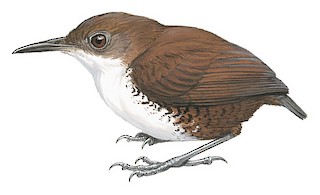 Scaly-breasted Wren - Microcerculus marginatus - Birds of the World