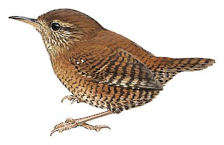 Eurasian Wren Troglodytes Troglodytes Birds Of The World