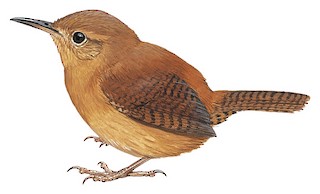 Kalinago Wren
