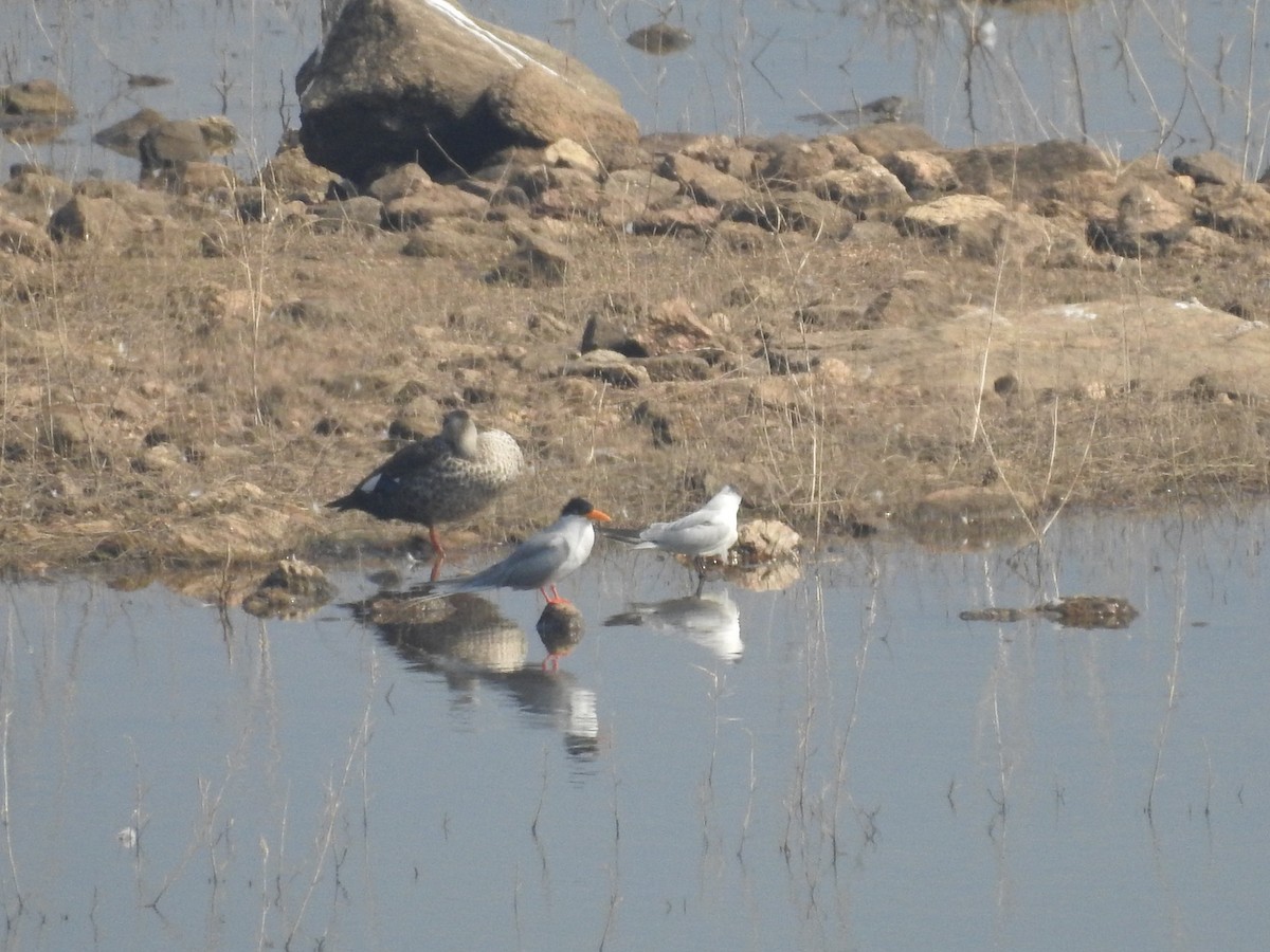 River Tern - ML153133401