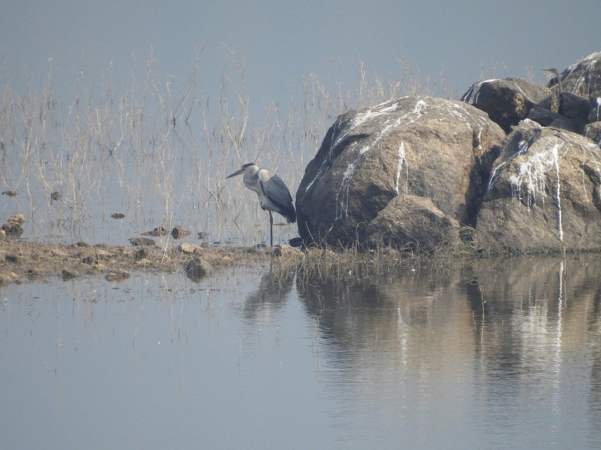 Gray Heron - ML153133491