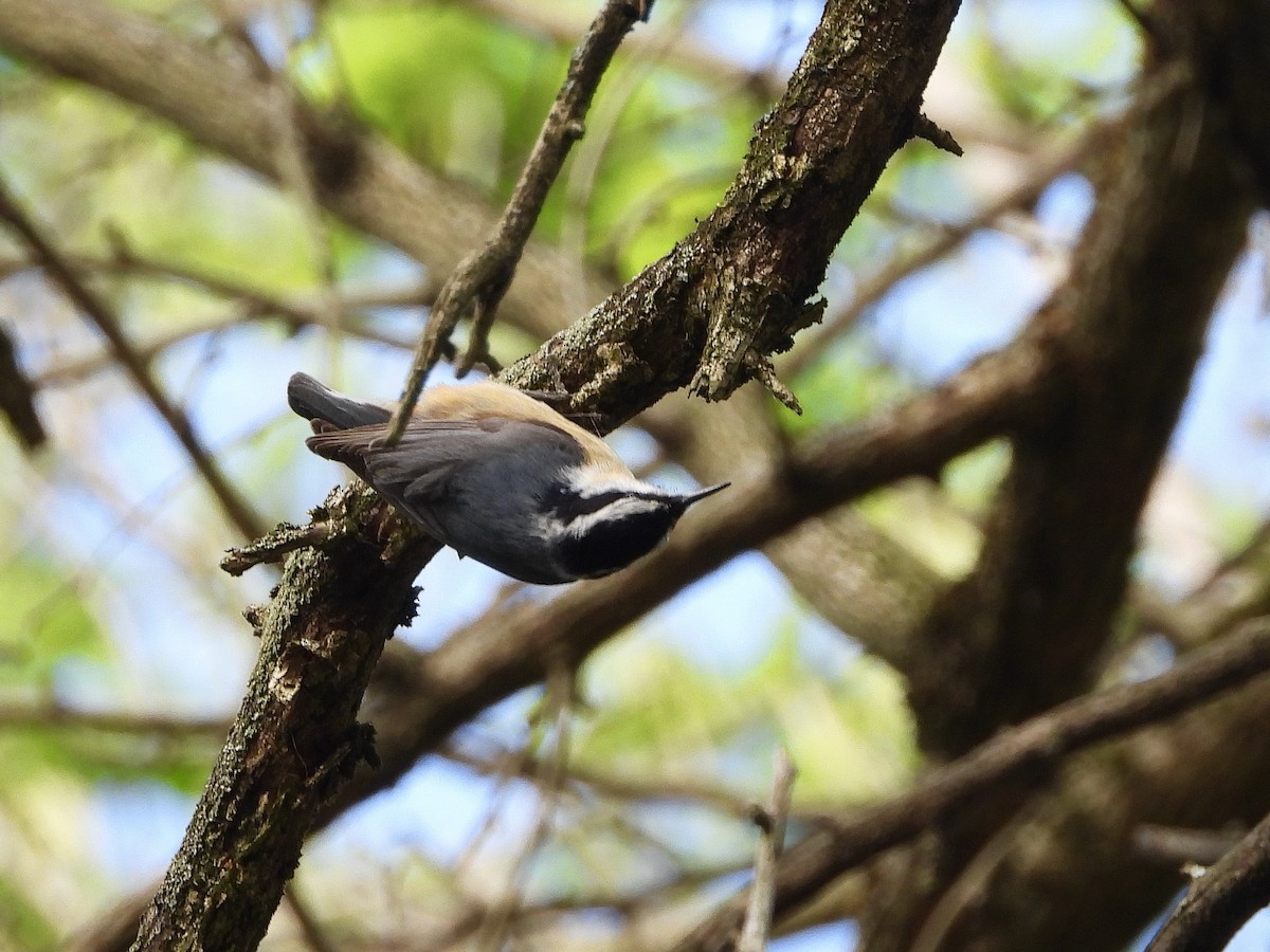 Red-breasted Nuthatch - ML153133891