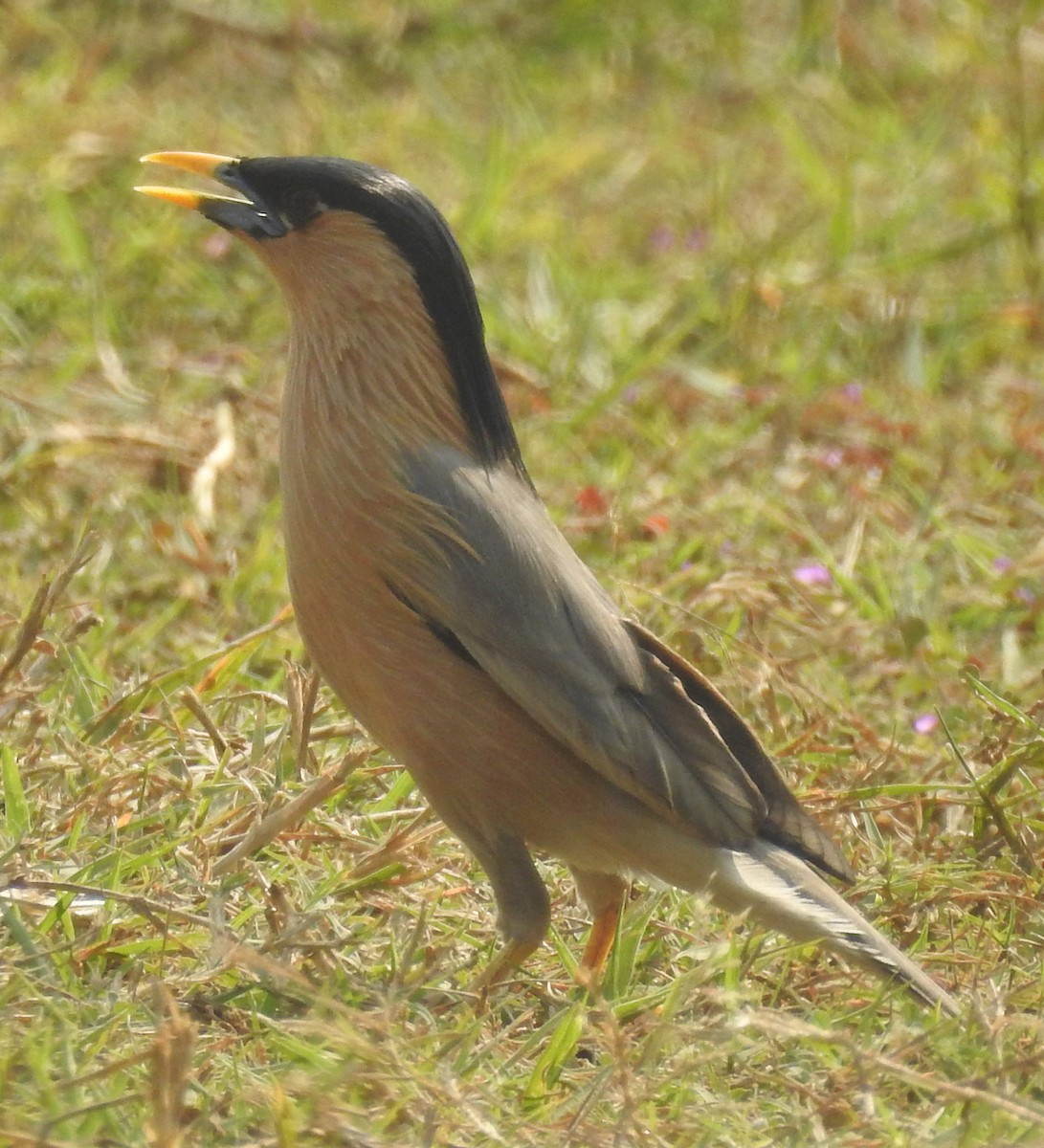 Brahminy Starling - ML153136701