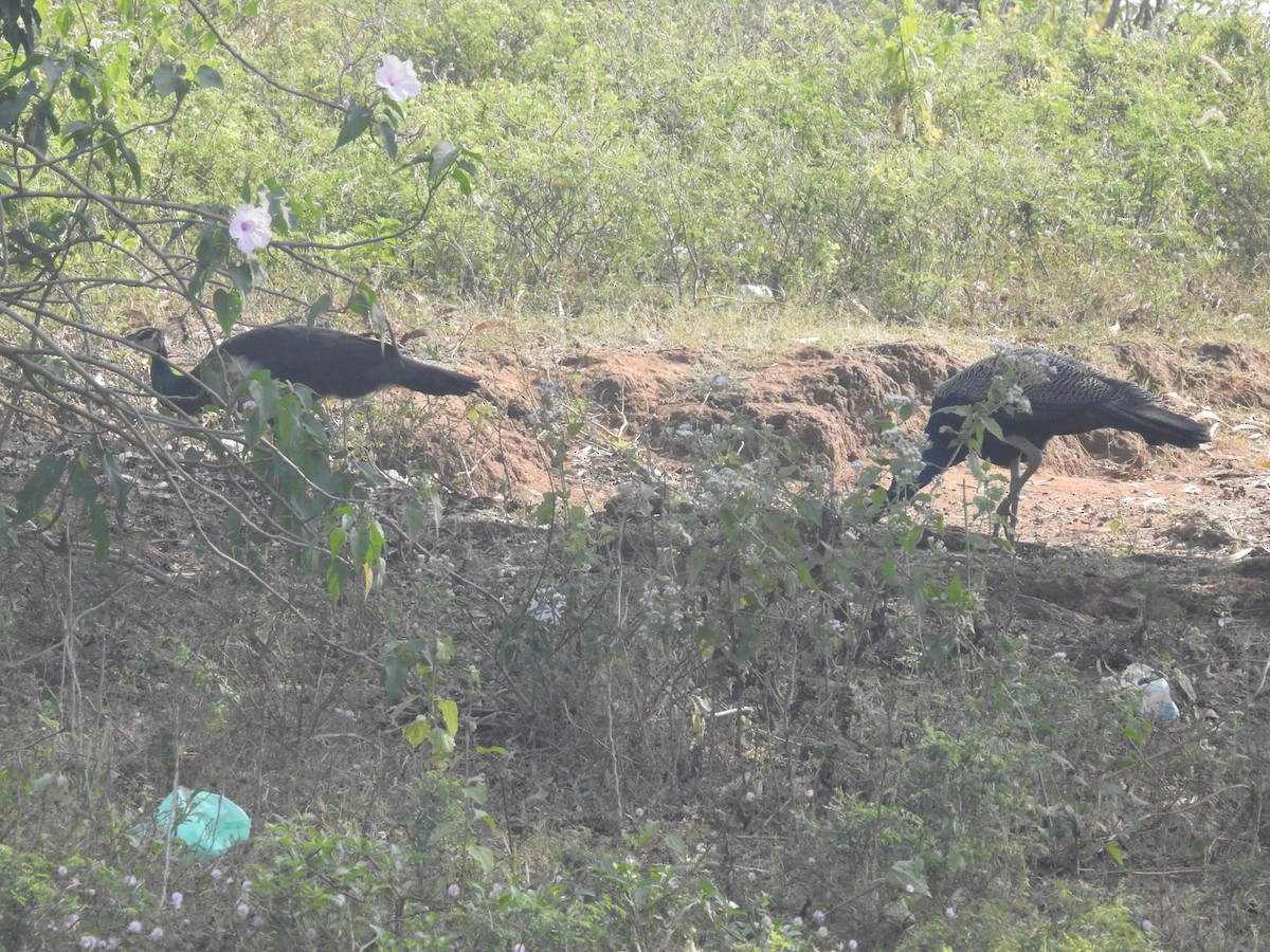 Indian Peafowl - ML153136971