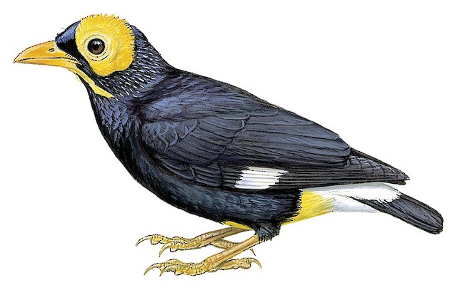 【mimi】 Birds Northern Owl Yellow Yellow-faced Myna - Mino dumontii - Birds of the World