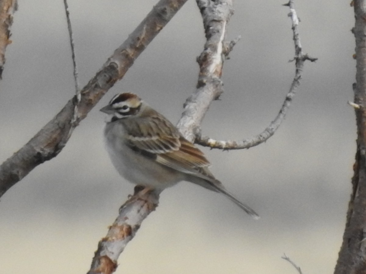 Lark Sparrow - ML153140151