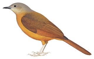 Red-tailed Ant-Thrush - Neocossyphus rufus - Birds of the World