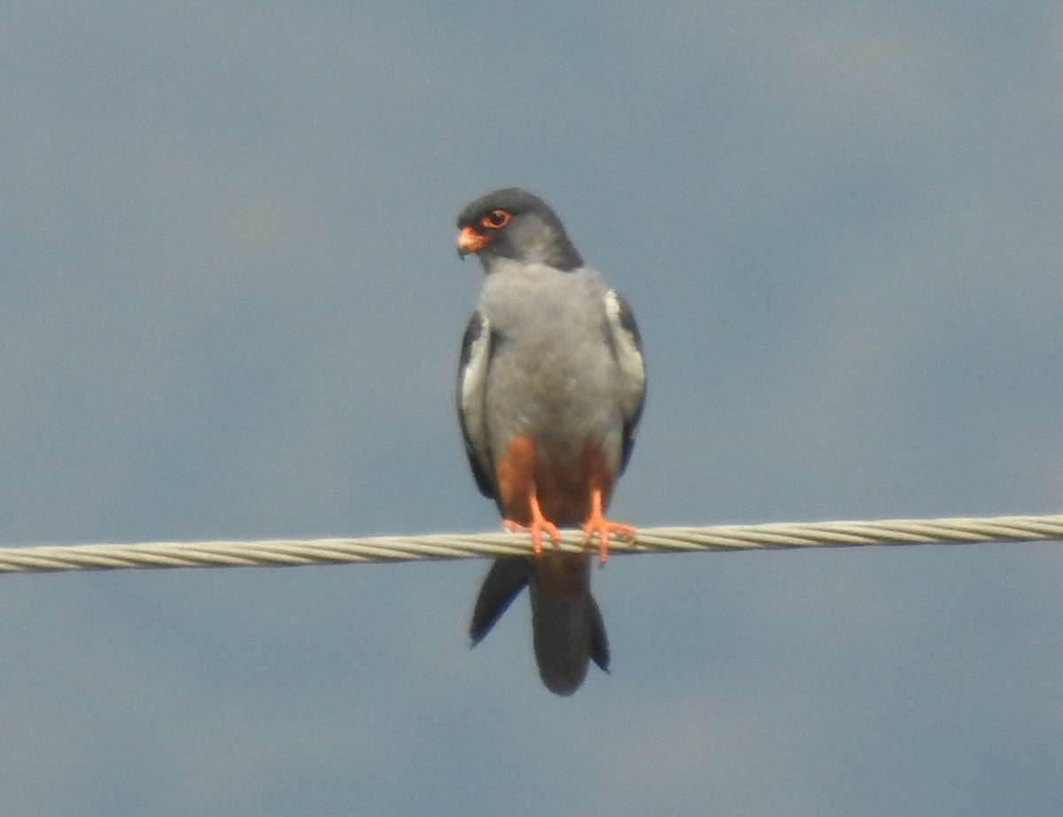 Amur Falcon - ML153140621