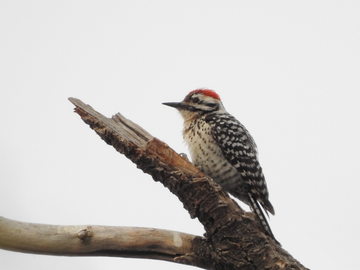Ladder-backed Woodpecker - ML153140791