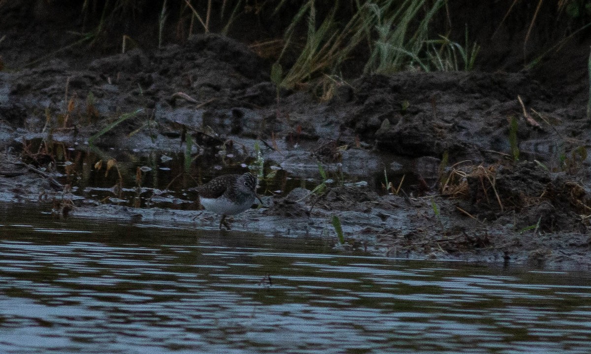 Solitary Sandpiper - ML153140831