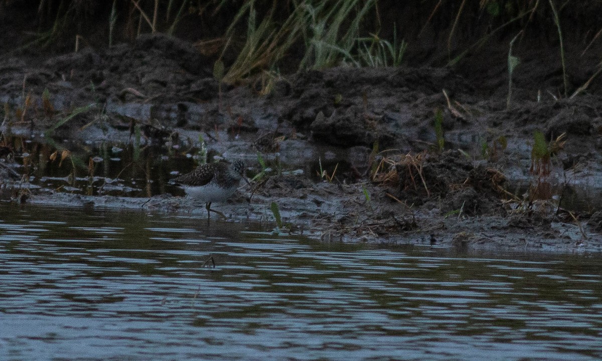 Solitary Sandpiper - ML153140841