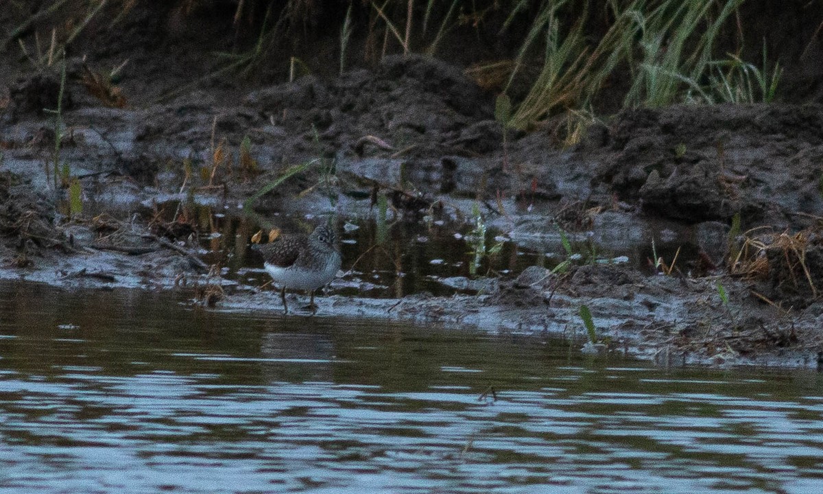 Solitary Sandpiper - ML153140861