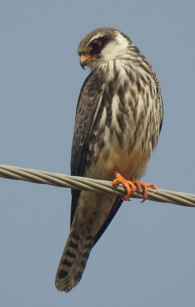 Amur Falcon - ML153140971