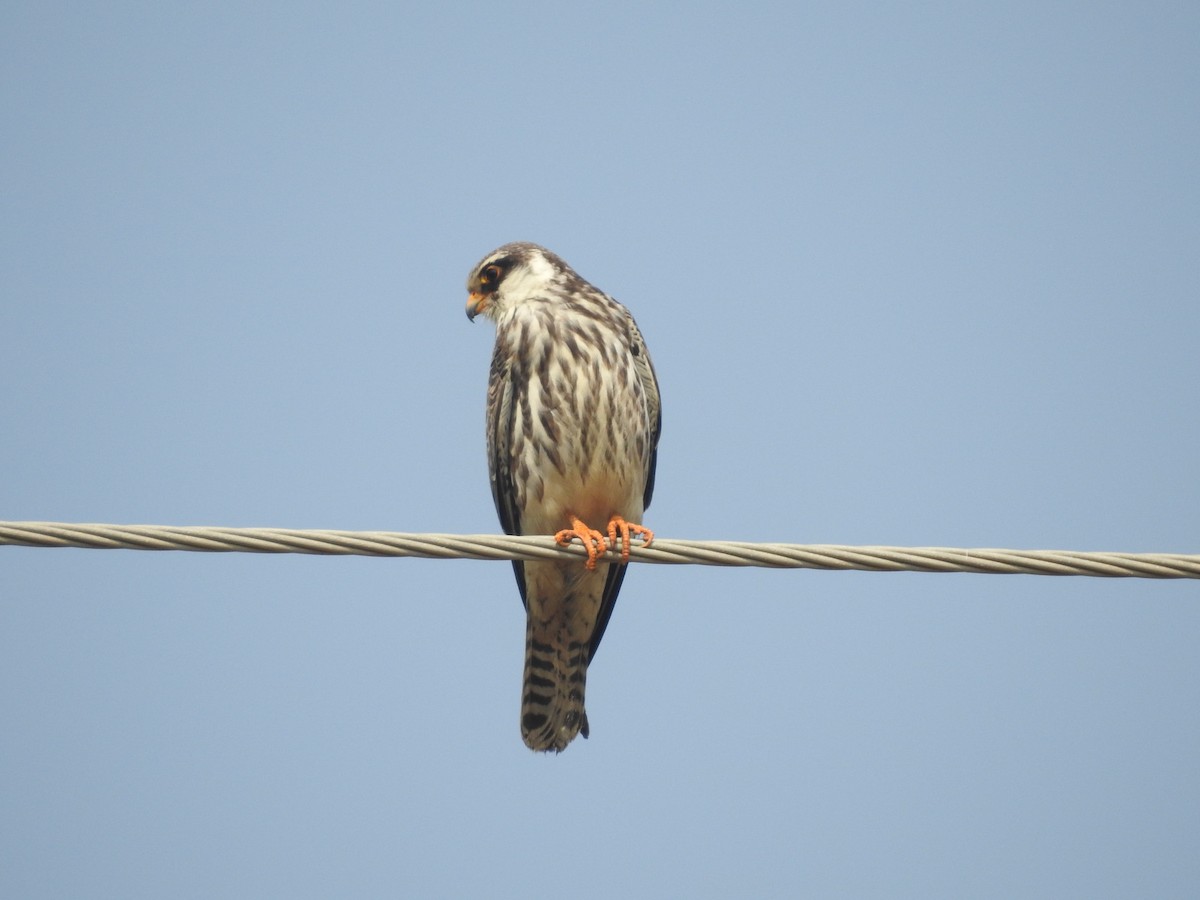 Amur Falcon - ML153141101