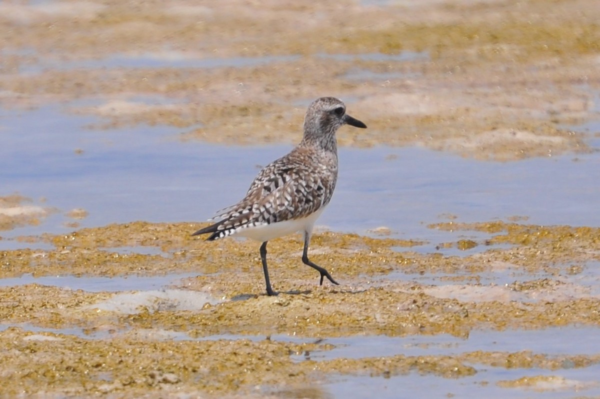 Black-bellied Plover - ML153141911