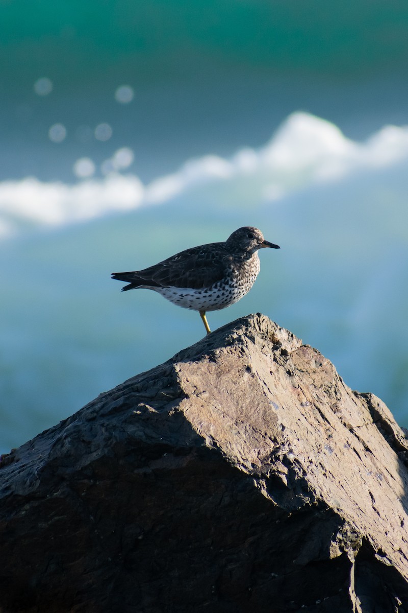 Surfbird - ML153142041