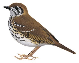 Spot-winged Thrush