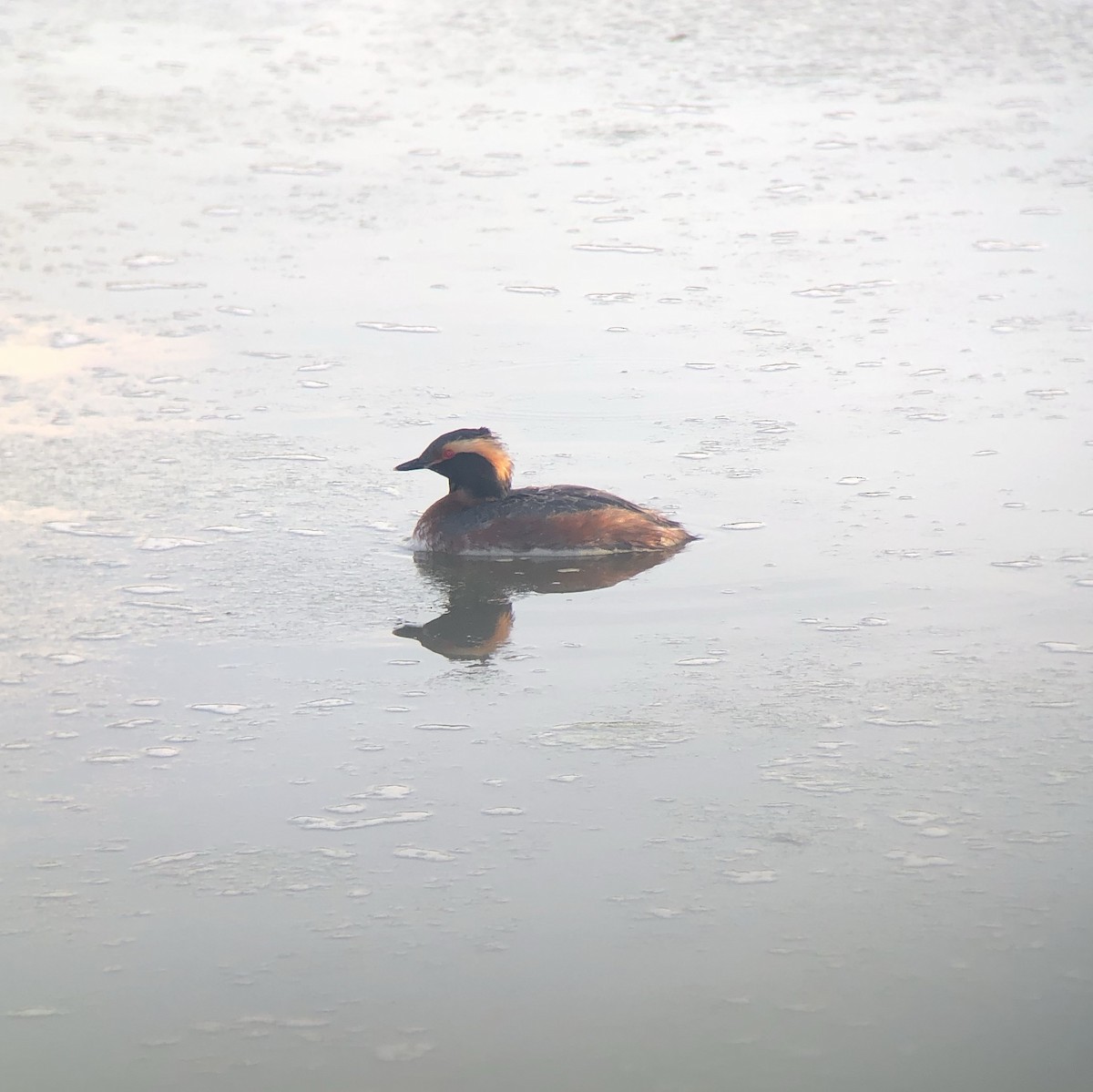 Horned Grebe - Kevin Rybczynski