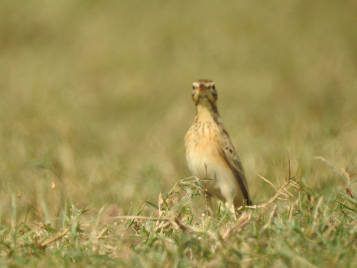 Paddyfield Pipit - Manoj Karingamadathil