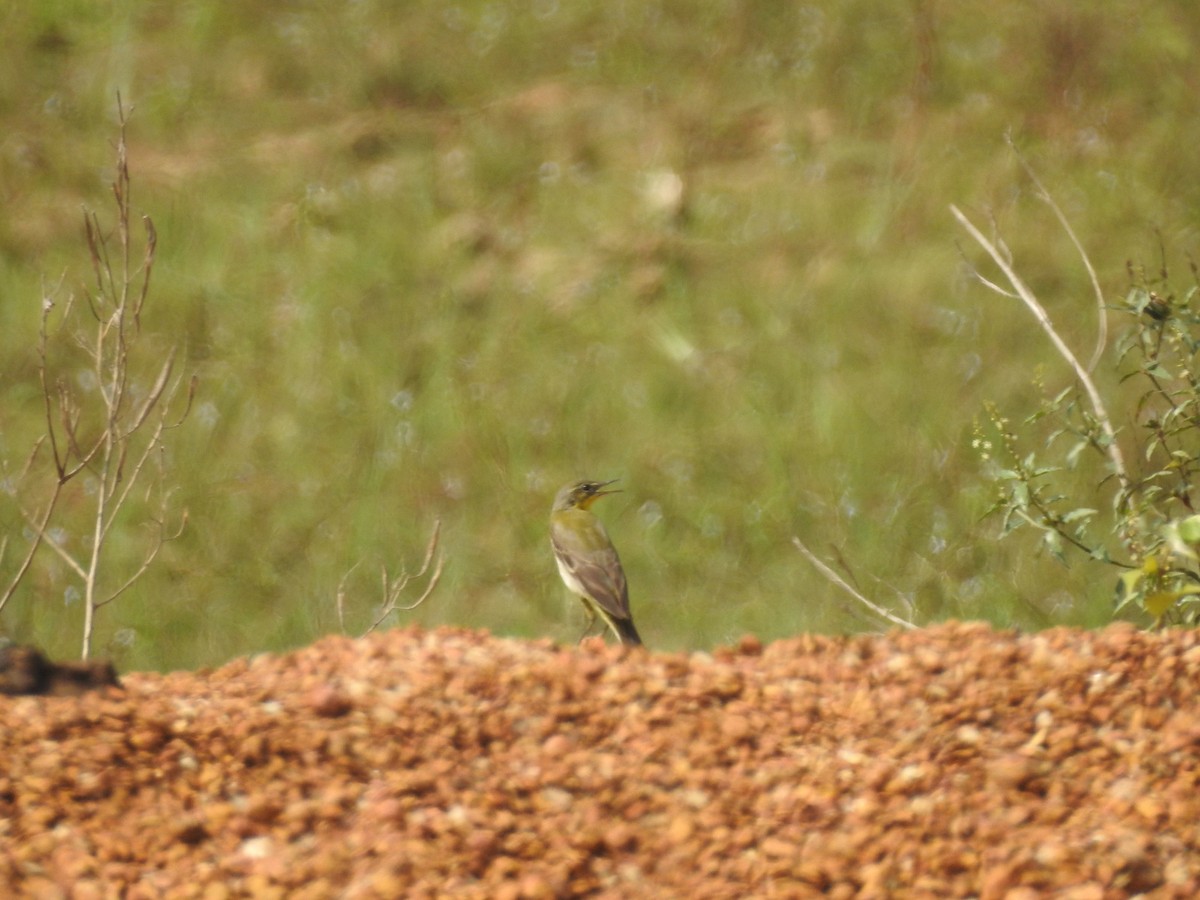 Western Yellow Wagtail - Manoj Karingamadathil